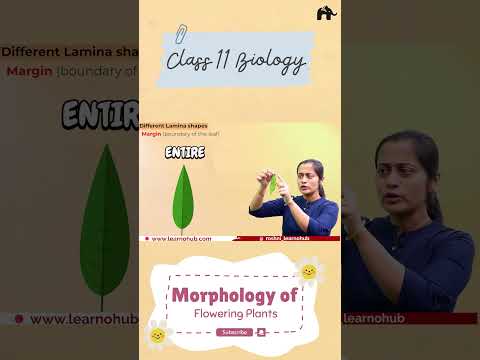 Leaf Margin | Morphology of Flowering plants class 11  Biology  #shorts #concepthogacrystalclear